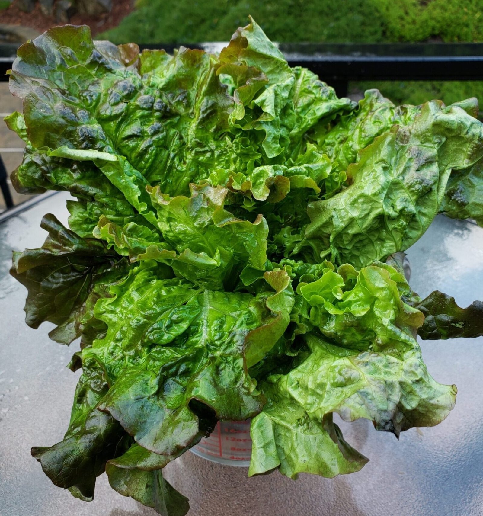Close-up of fresh green leaf lettuce with crinkled, curly leaves and purple-tinged edges on an outdoor metal table.