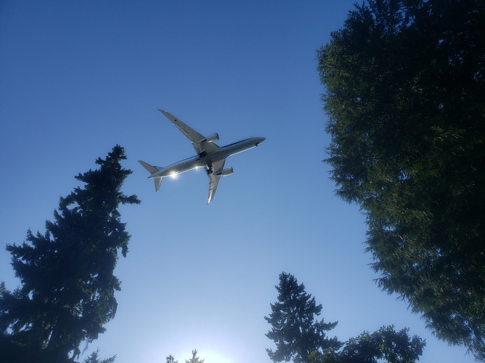 Low-angle view of a white passenger jet flying over a dense conifer forest, seen from underneath with landing gear down, against a clear blue sky and bright sun glare.
