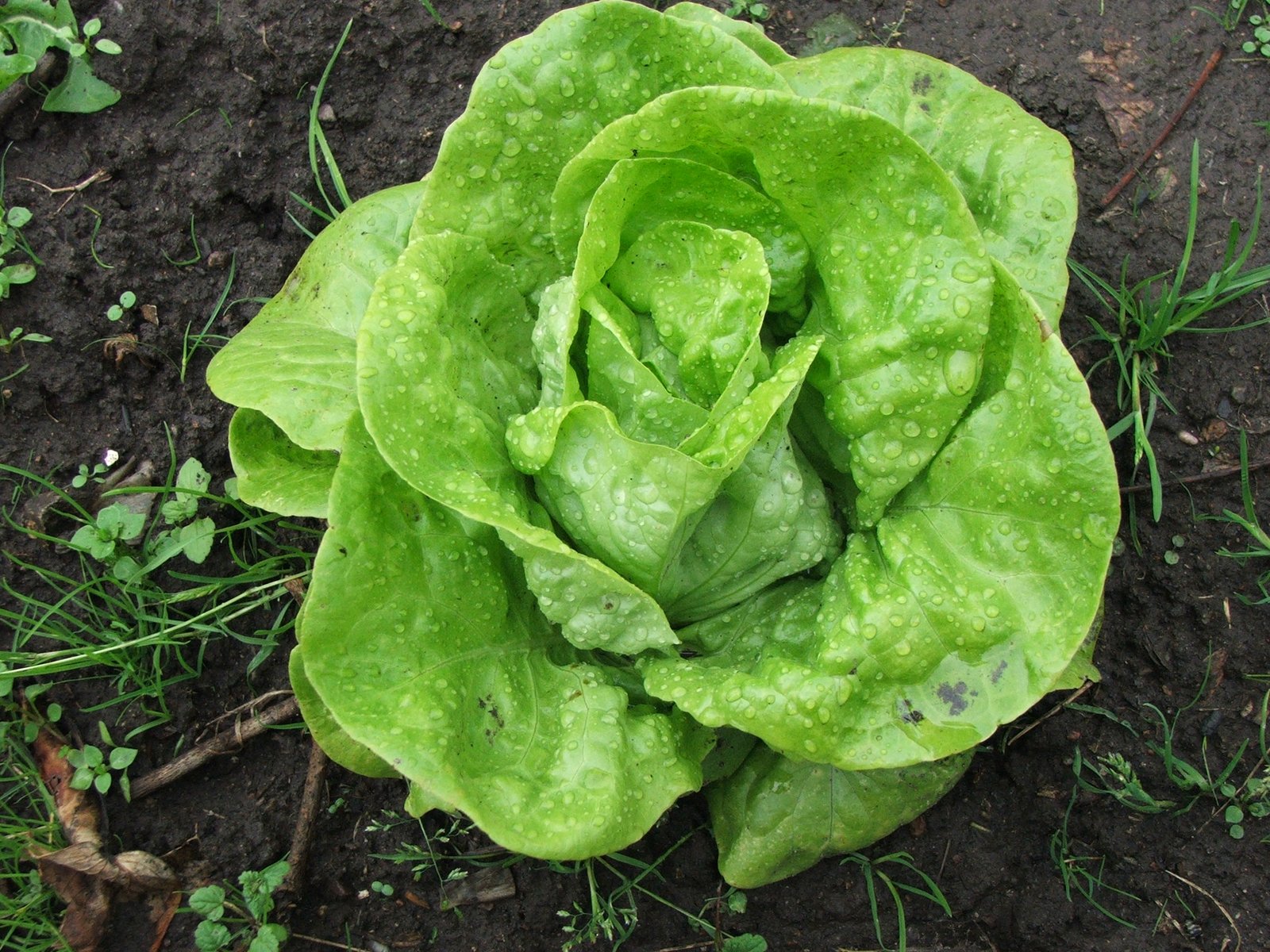 Top-down view of a fresh green romaine lettuce head growing in dark garden soil, with water droplets clinging to its leafy leaves.