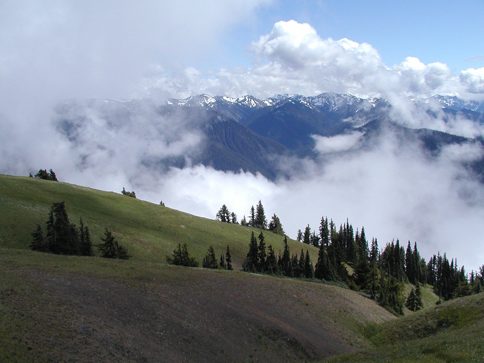 A green alpine ridge with scattered evergreen trees overlooks snow-dusted mountains partly veiled by drifting clouds, creating a serene, expansive wilderness scene.
